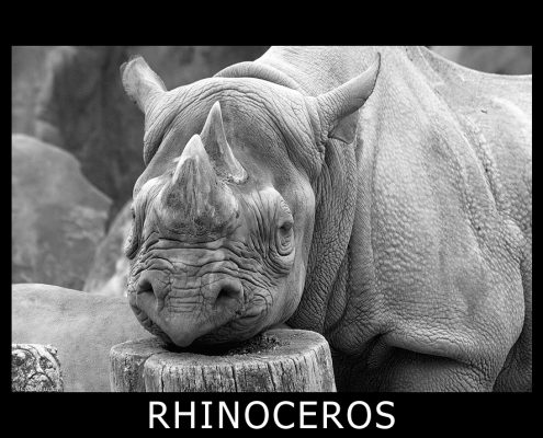 rhinoceros_4139, nashorn, rhino
